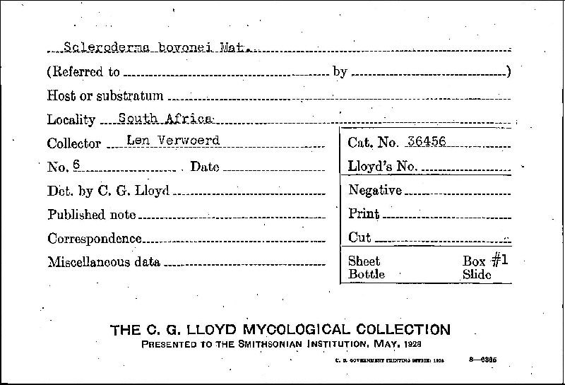 Corditubera bovonei image