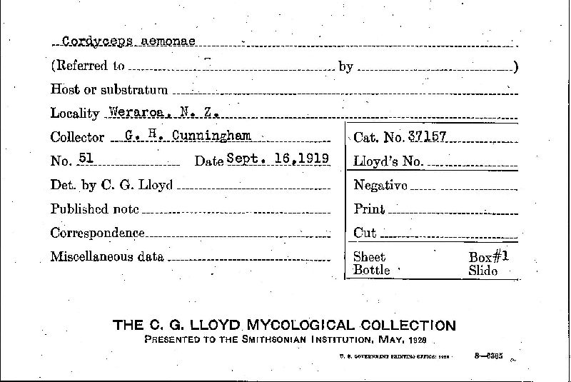 Cordyceps aemonae image