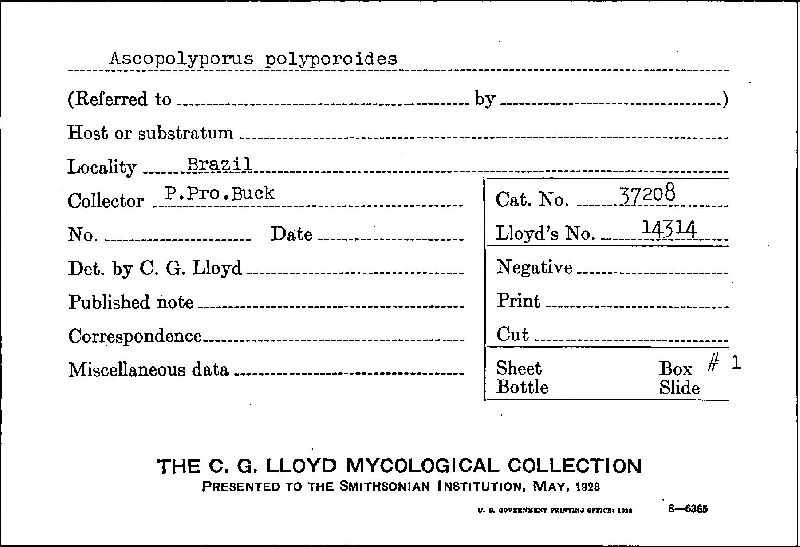 Ascopolyporus polyporoides image