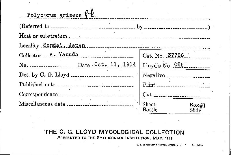 Trametes cingulata image