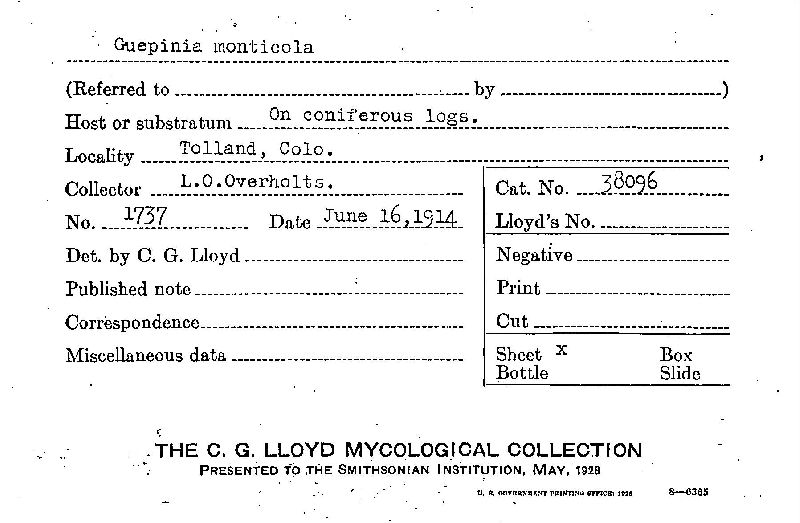 Guepinia monticola image