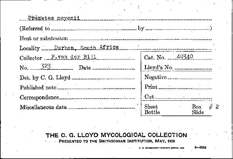 Trametes meyenii image