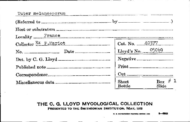 Tuber melanosporum image