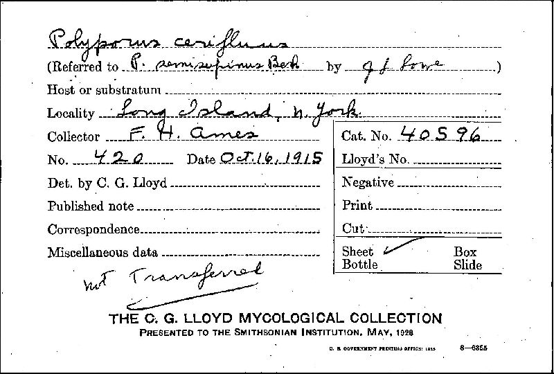 Postia ceriflua image