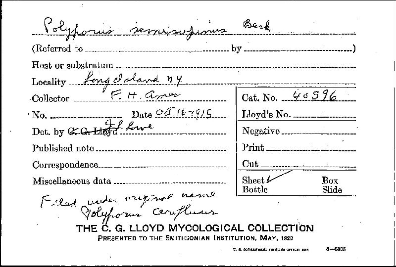 Postia ceriflua image