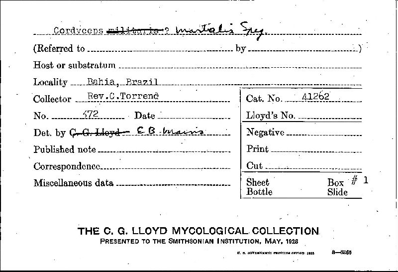 Cordyceps martialis image