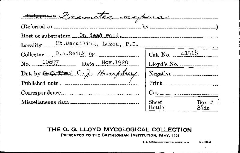 Coriolopsis aspera image