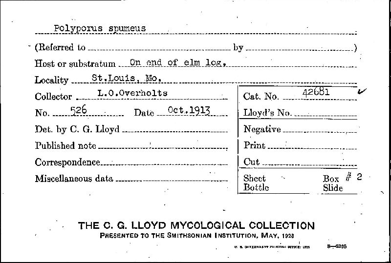 Sarcodontia spumea image