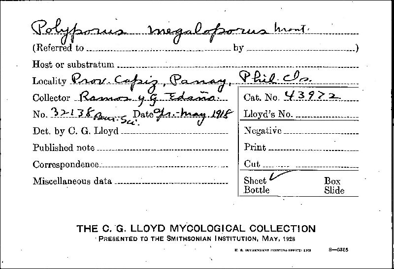 Polyporus megaloporus image