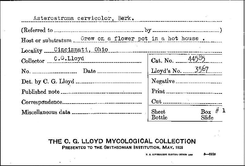 Asterostroma cervicolor image