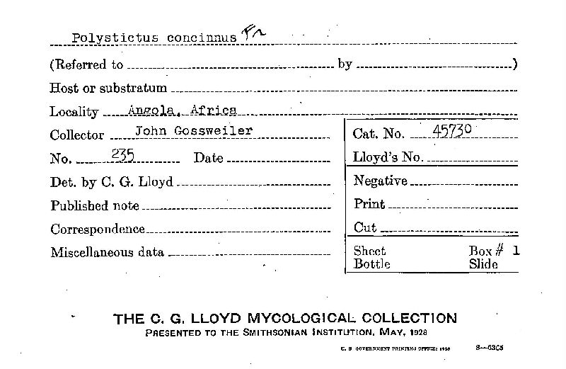 Microporus concinnus image