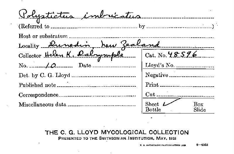 Daedalea flavida image