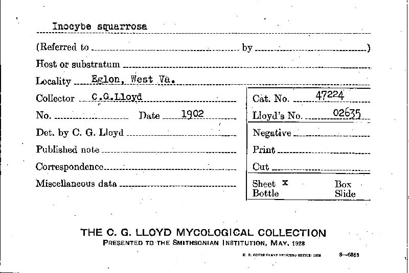 Inocybe squarrosa image