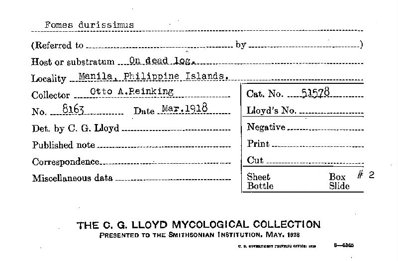 Fomes durissimus image