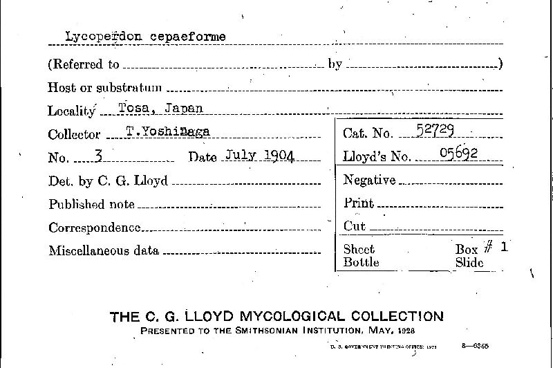 Lycoperdon cepaeforme image
