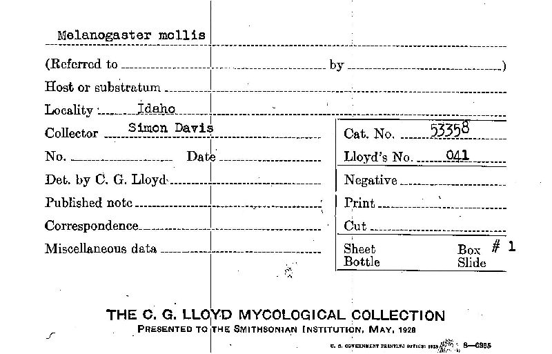 Melanogaster mollis image