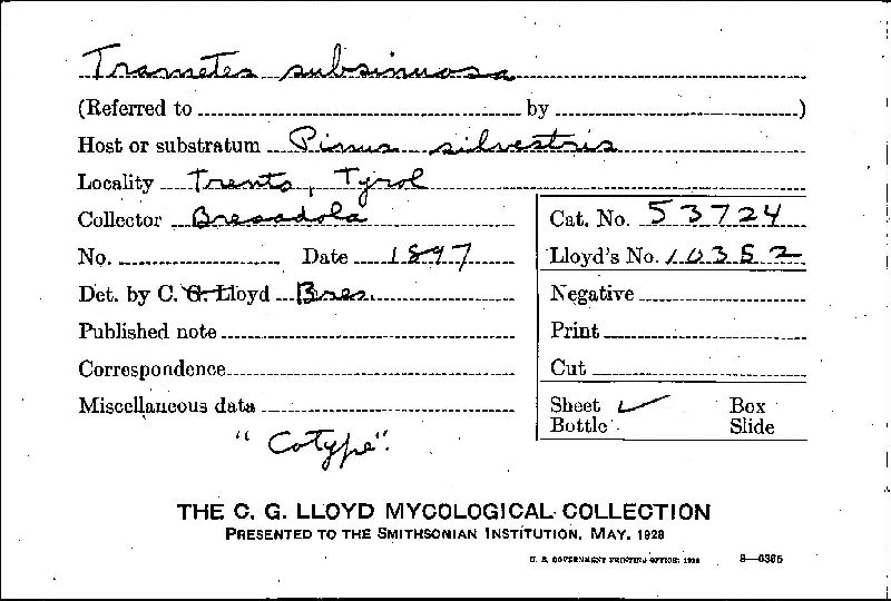 Antrodia ramentacea image