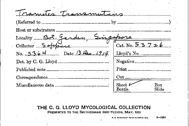 Daedalea flavida image