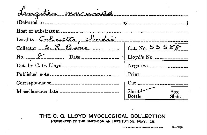 Daedalea flavida image