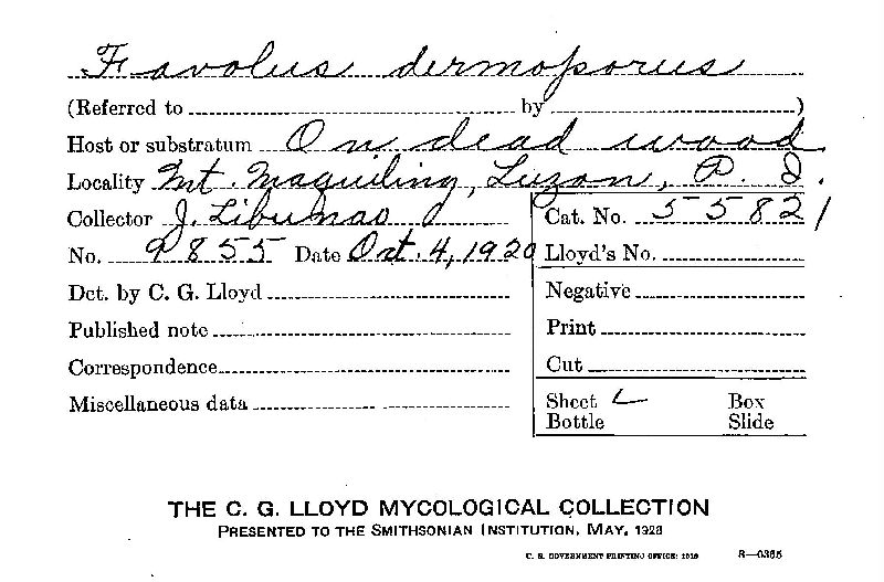 Favolus dermoporus image