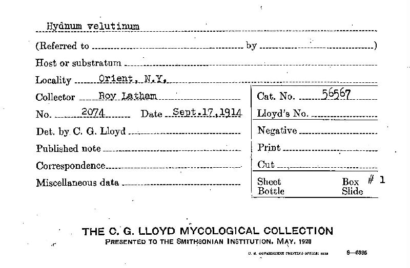 Hydnum velutinum image