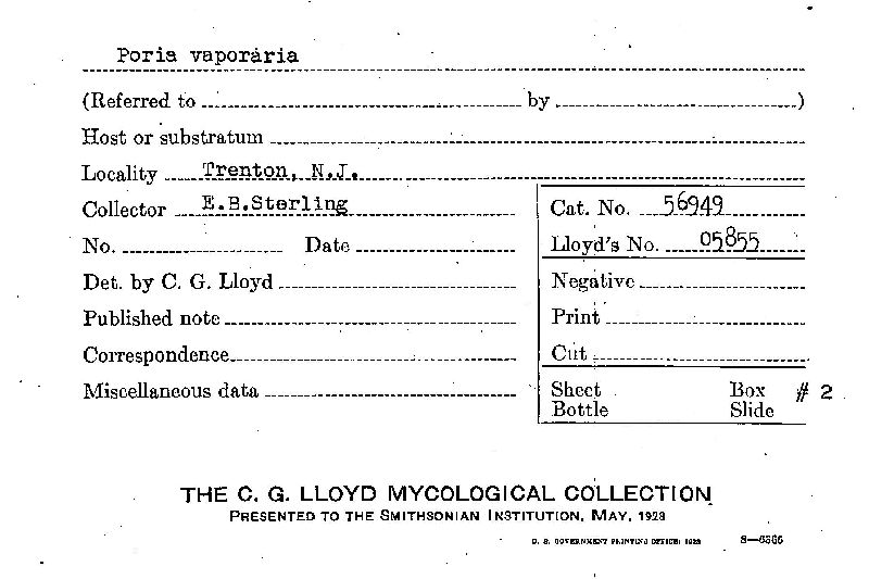 Fibroporia vaillantii image