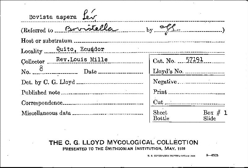 Bovista aspera image