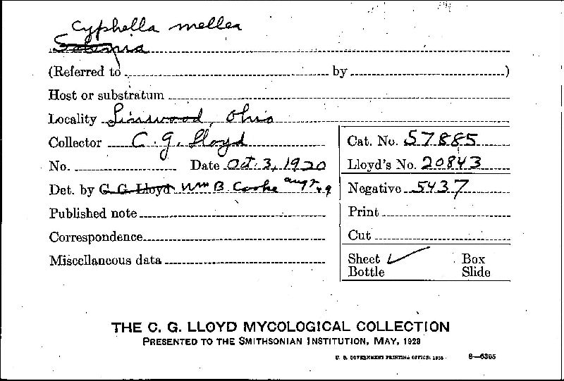 Cyphella mellea image