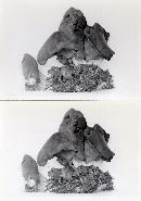 Gyromitra infula image