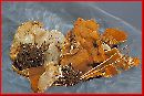 Gyromitra melaleucoides image