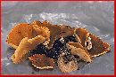 Gyromitra melaleucoides image