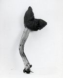 Helvella lacunosa image