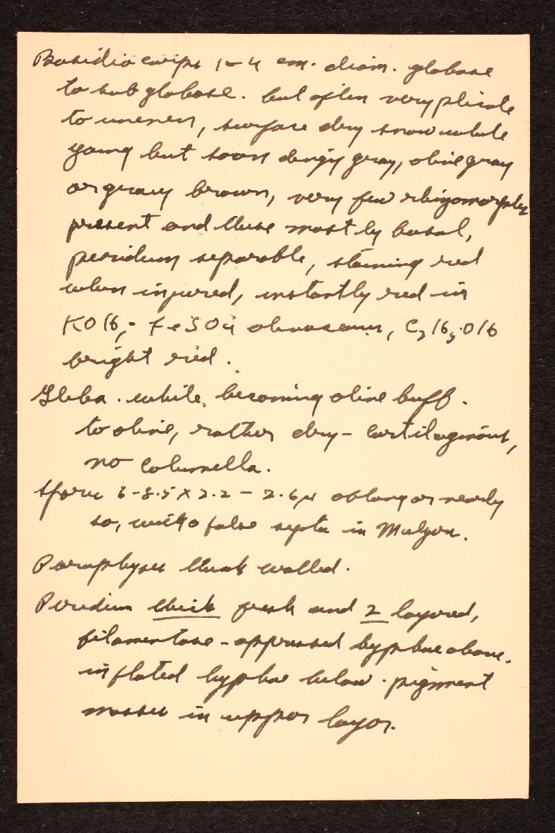 Rhizopogon evadens image