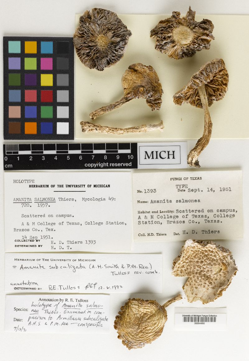 Amanita subcaligata image