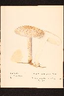 Amanita subcaligata image
