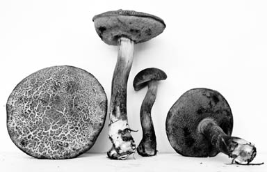 Boletellus pseudochrysenteroides image