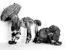 Media resource of Boletellus intermedius