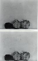 Rhizopogon subsalmonius image
