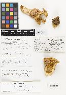 Lactarius resimus image
