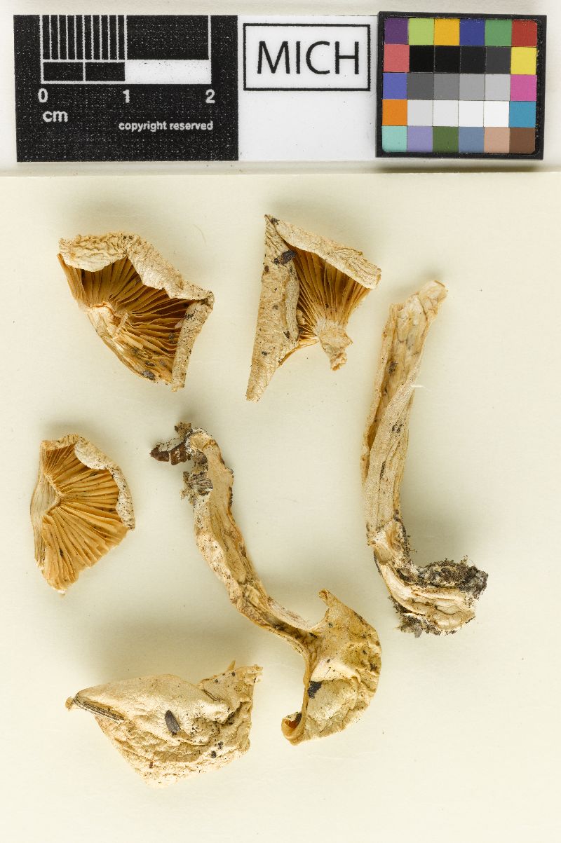 Hygrophorus velatus image