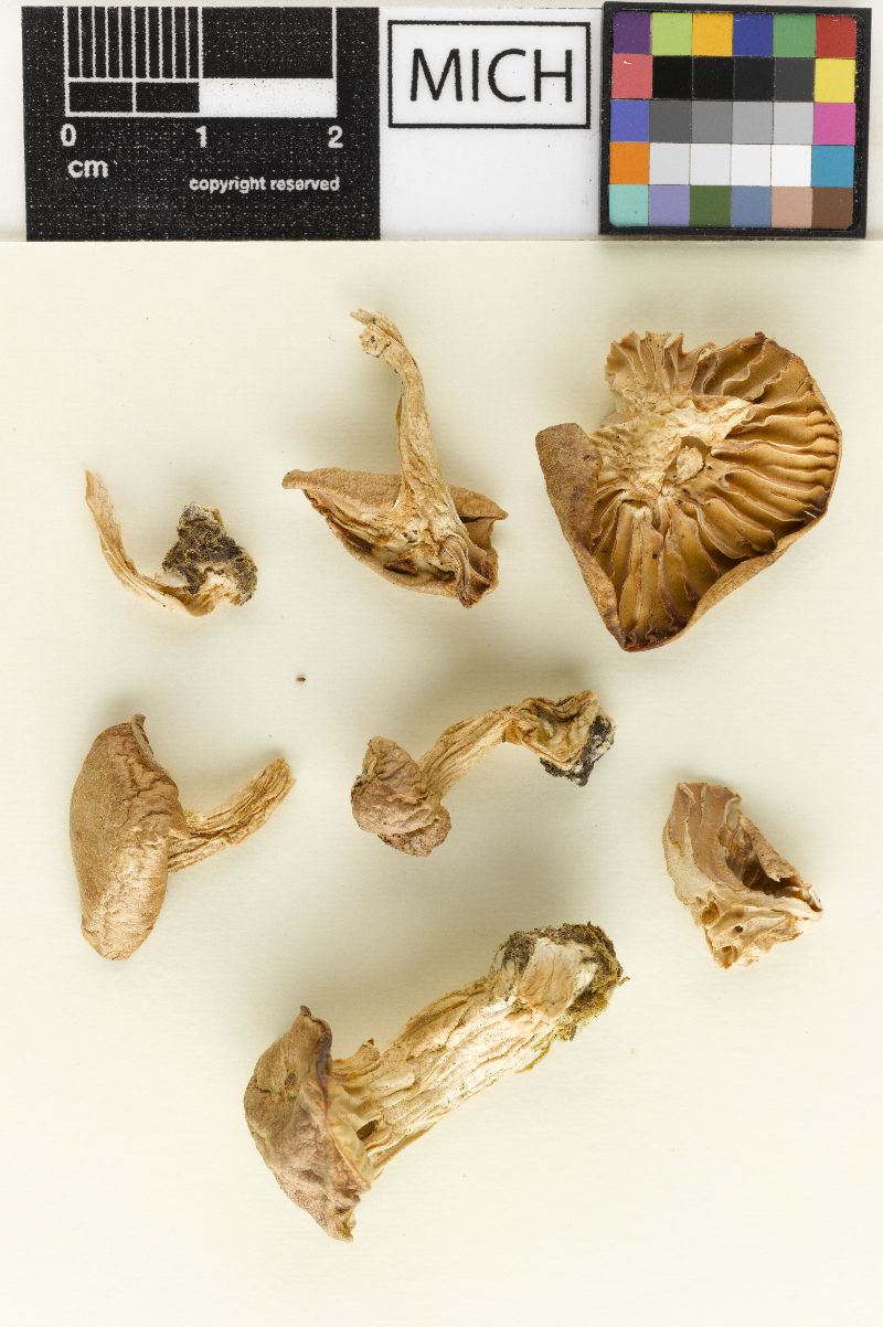 Hygrophorus vinicolor image