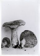 Lactarius cascadensis image