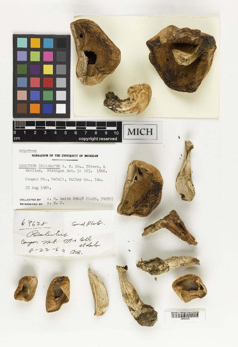 Leccinum incarnatum image