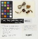 Media resource of Psathyrella grasmerensis