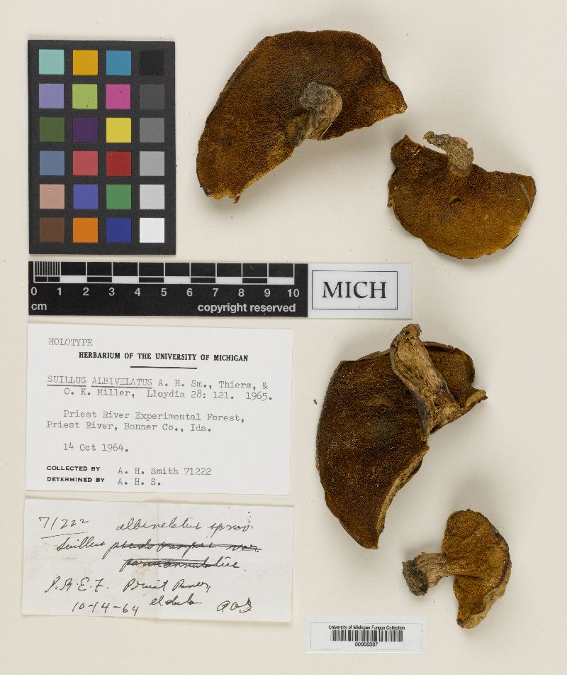 Suillus albivelatus image