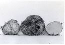 Rhizopogon ochraceorubens image