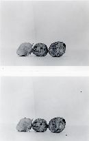 Rhizopogon subcaerulescens image