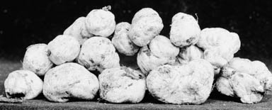 Rhizopogon subcroceus image