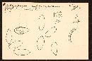 Rhizopogon subpurpurascens image