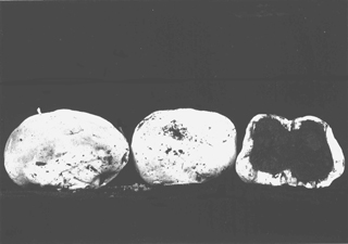Calvatia fumosa var. idahoensis image